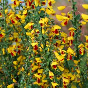 Cytisus 'Firefly'
