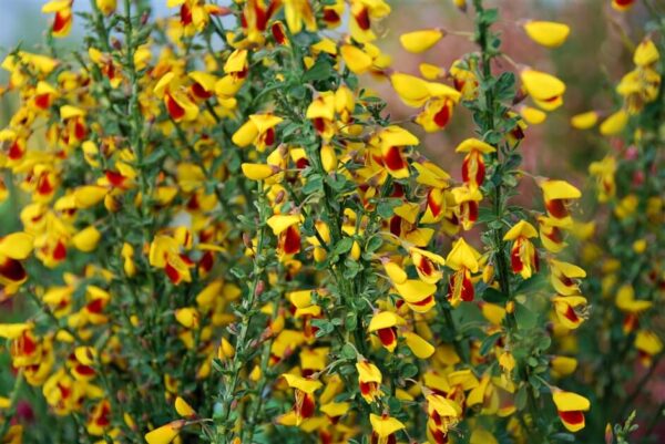 Cytisus Firefly Cytisus 'Firefly'