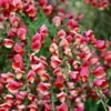 Cytisus Killiney Red Cytisus 'Killiney Red'