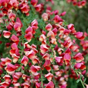 Cytisus 'Killiney Red'