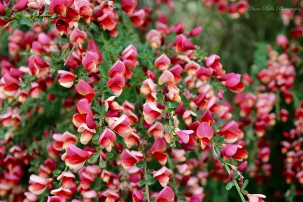 Cytisus Killiney Red Cytisus 'Killiney Red'