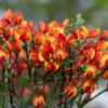 Cytisus Lena Cytisus 'Lena'