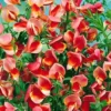 Cytisus 'Maria Burkwood'