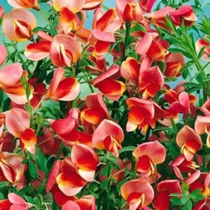 Cytisus 'Maria Burkwood'