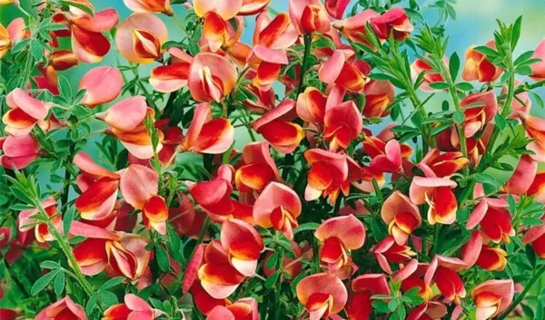 Cytisus 'Maria Burkwood'
