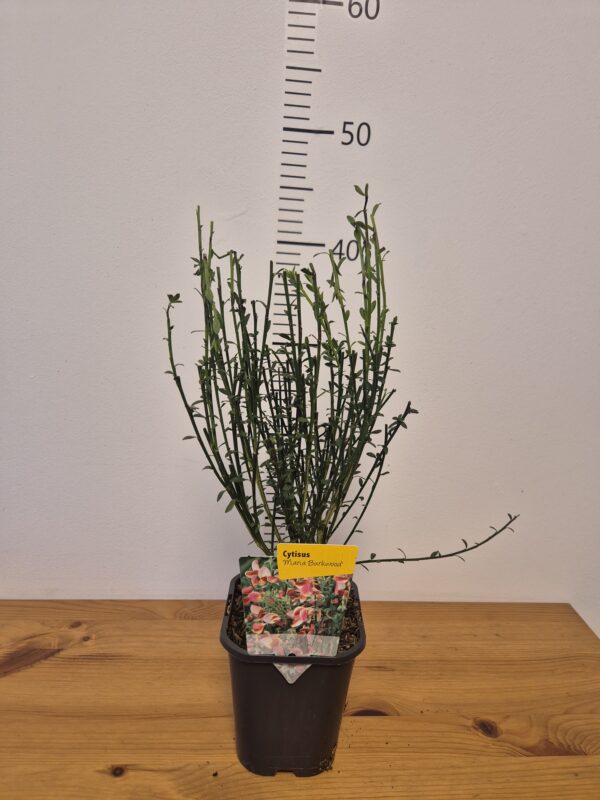 Cytisus 'Maria Burkwood'