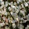 Cytisus 'White Lion'