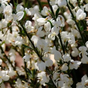 Cytisus 'White Lion'