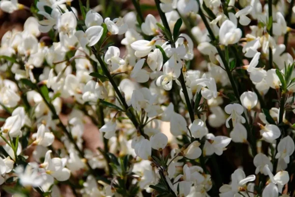 Cytisus 'White Lion'