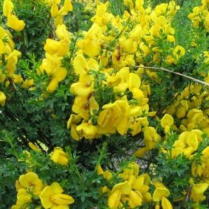 Cytisus scop. 'Vanesse'