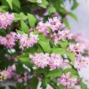 Deutzia hyb. 'Strawberry Fields'