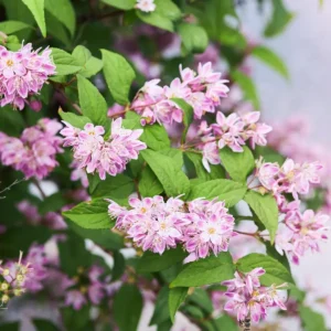 Deutzia hyb. 'Strawberry Fields'