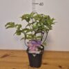 Deutzia hyb. 'Strawberry Fields'