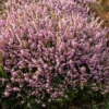 Erica darl. 'Darley Dale'
