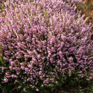 Erica darl. 'Darley Dale'