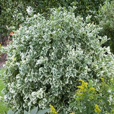 Euonymus fort Emerald Gaiety Euonymus fort. 'Emerald Gaiety'