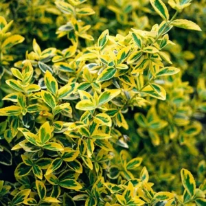 Euonymus fort. 'Emerald 'n' Gold'