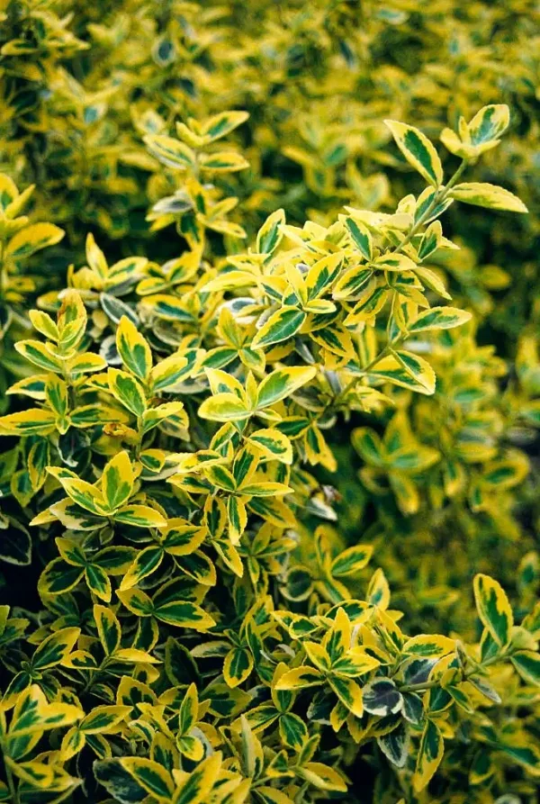 Euonymus fort Emerald n Gold Euonymus fort. 'Emerald 'n' Gold'