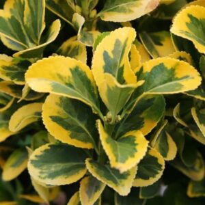 Euonymus jap. 'Aureomarginatus'