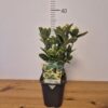 Euonymus jap. 'Aureomarginatus'tvrtko Euonymus jap. 'Aureomarginatus'