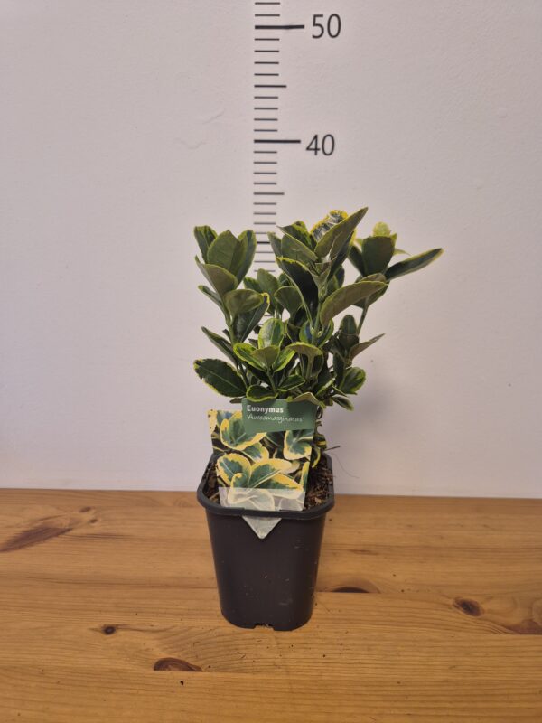 Euonymus jap. 'Aureomarginatus'tvrtko Euonymus jap. 'Aureomarginatus'