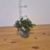 Gaultheria proc. 'Big Berry'®