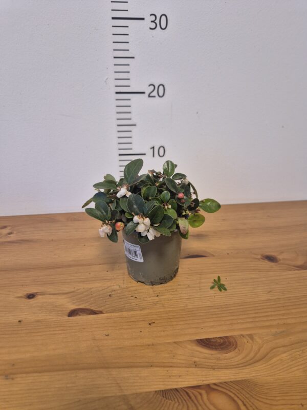 Gaultheria proc. 'Big Berry'®