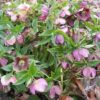 Helleborus liv. 'Pink Marble'