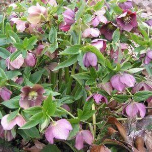 Helleborus liv. 'Pink Marble'