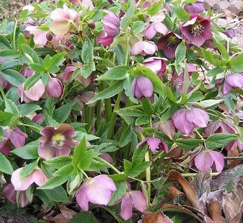 Helleborus liv. 'Pink Marble'