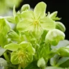 Helleborus liv. 'Silver Lace'