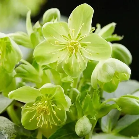 Helleborus liv. 'Silver Lace'