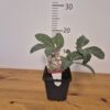 Helleborus liv. 'Pink Marble'