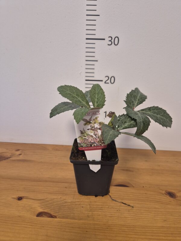 Helleborus liv. 'Pink Marble'