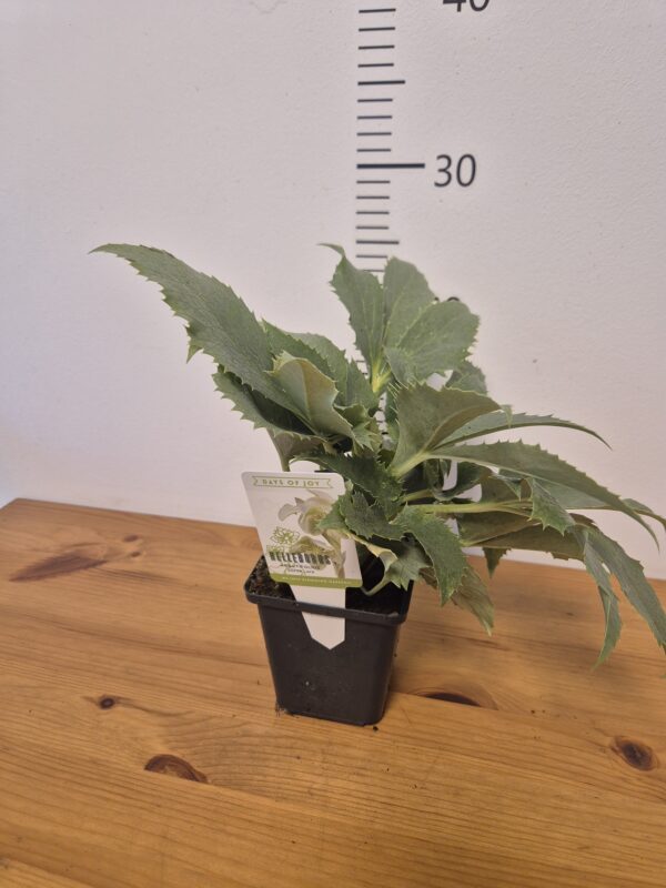 Helleborus liv. 'Silver Lace'