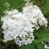 Hydrangea pan. 'Phantom'