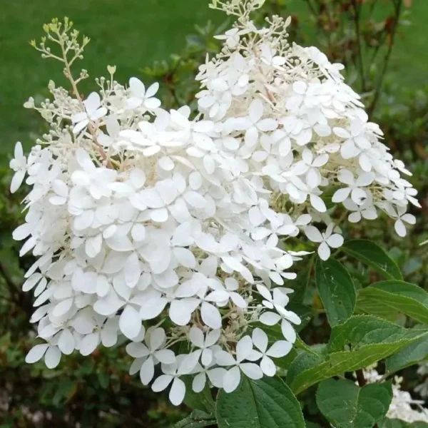 Hydrangea pan. 'Phantom'