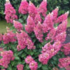 Hydrangea pan Pink Lady Hydrangea pan. 'Pink Lady'