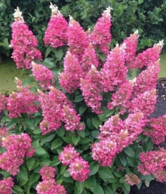 Hydrangea pan Pink Lady Hydrangea pan. 'Pink Lady'