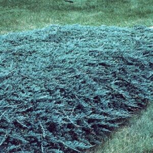 Juniperus horizontalis 'Wiltonii'