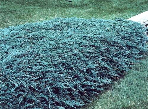 Juniperus horizontalis 'Wiltonii'