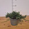 Juniperus horizontalis 'Wiltonii'