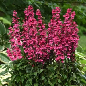 Lobelia spec. 'Starship Deep Rose'