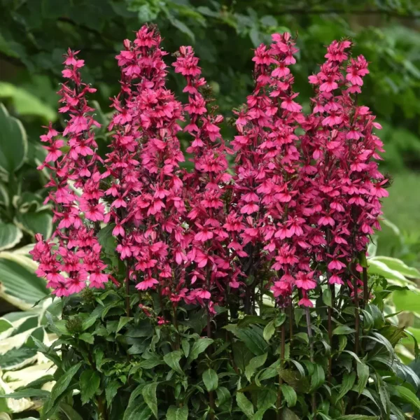 Lobelia spec Starship Deep Rose Lobelia spec. 'Starship Deep Rose'