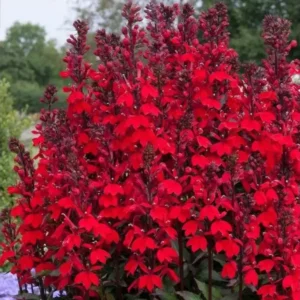 Lobelia spec. 'Starship Scarlet'