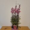 Lobelia spec. 'Starship Deep Rose'tvrtko Lobelia spec. 'Starship Deep Rose'
