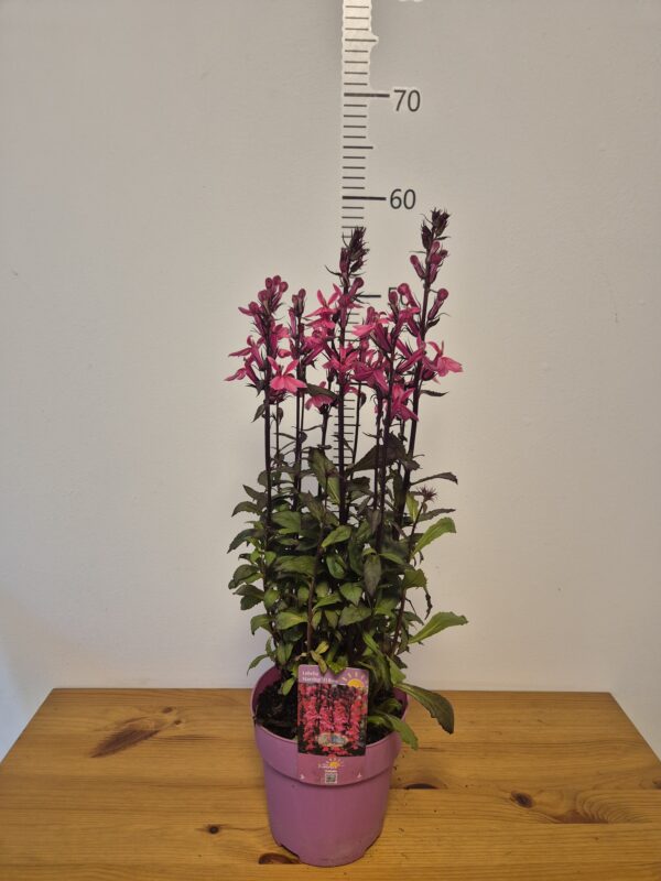 Lobelia spec. 'Starship Deep Rose'tvrtko Lobelia spec. 'Starship Deep Rose'