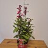 Lobelia spec. 'Starship Scarlet'tvrtko Lobelia spec. 'Starship Scarlet'