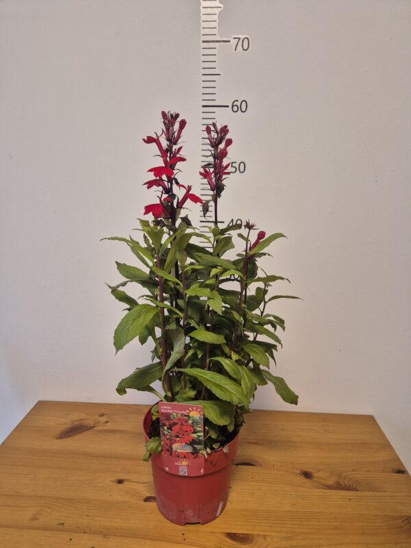 Lobelia spec. 'Starship Scarlet'tvrtko Lobelia spec. 'Starship Scarlet'