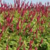Persicaria amplexicaulis 'Blackfield'®